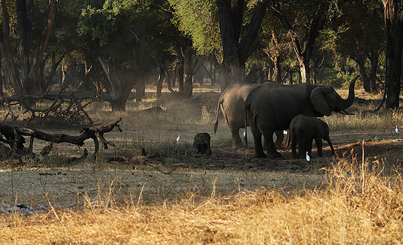 Lower Zambezi