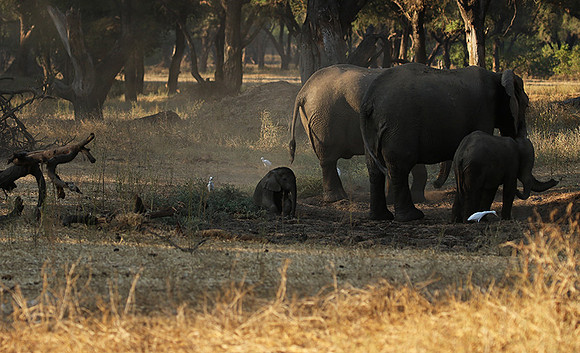 Lower Zambezi