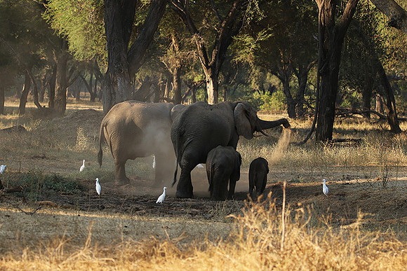 Lower Zambezi