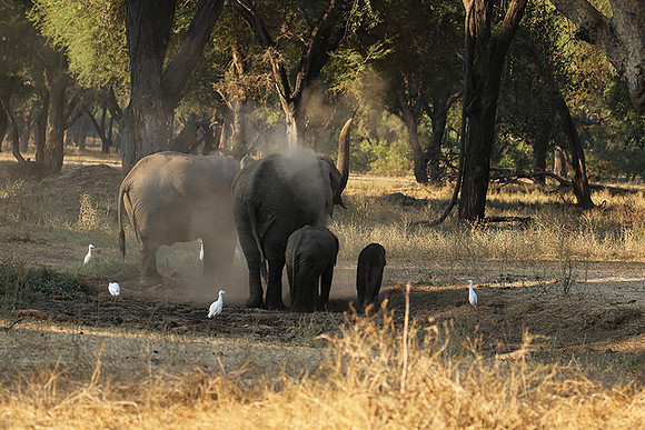 Lower Zambezi