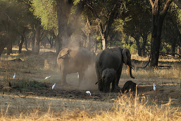 Lower Zambezi