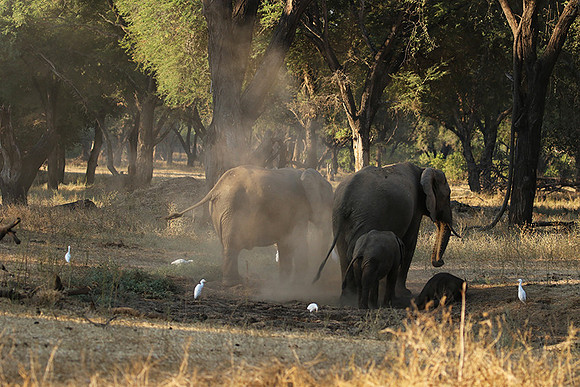 Lower Zambezi