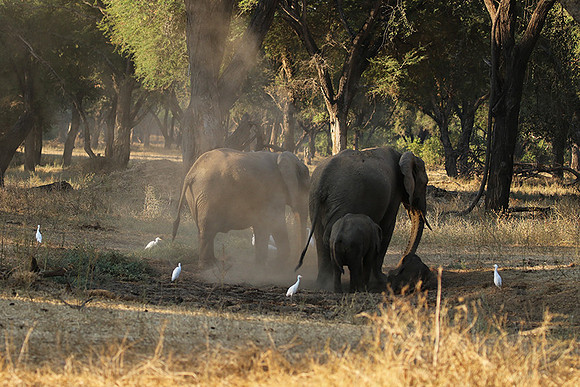Lower Zambezi