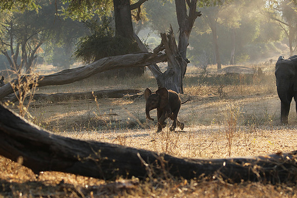 Lower Zambezi