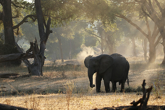 Lower Zambezi