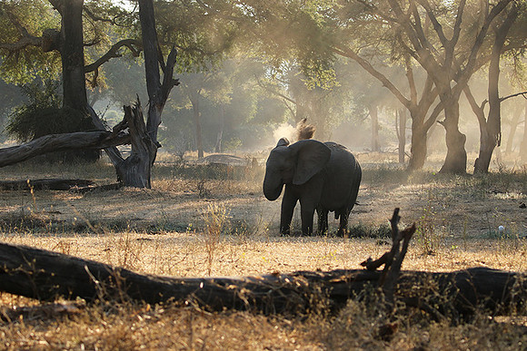 Lower Zambezi