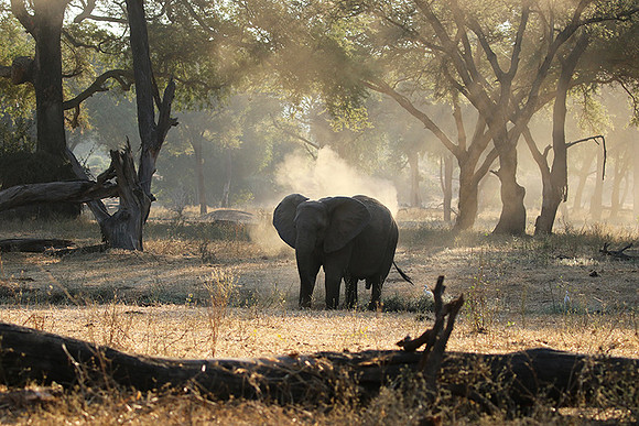Lower Zambezi