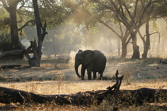 Lower Zambezi