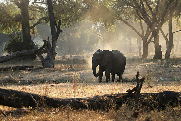 Lower Zambezi
