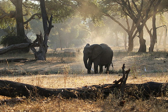 Lower Zambezi
