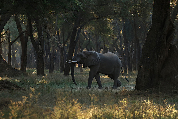 Lower Zambezi
