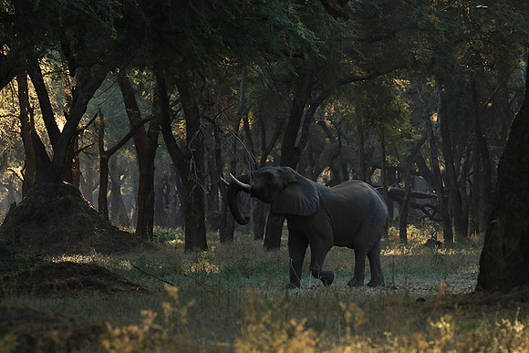 Lower Zambezi