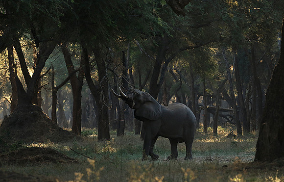 Lower Zambezi