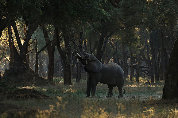 Lower Zambezi