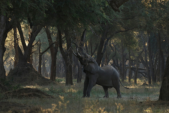 Lower Zambezi