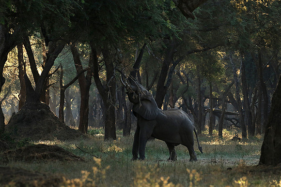 Lower Zambezi