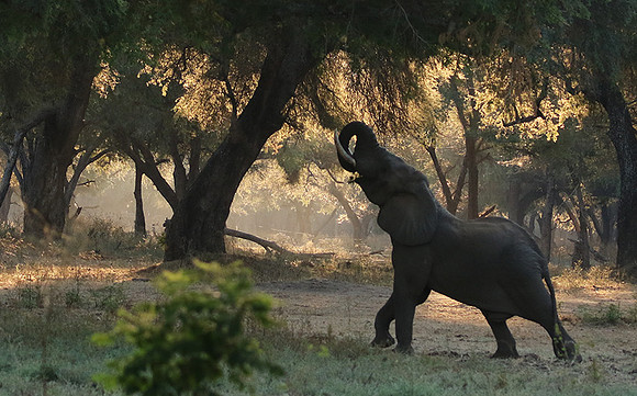 Lower Zambezi