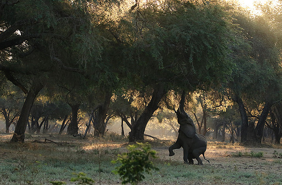 Lower Zambezi