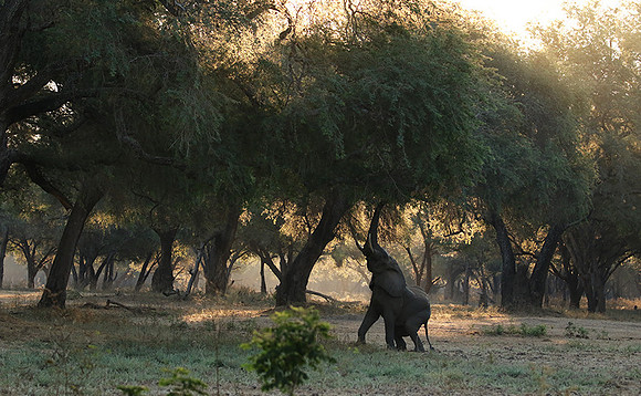 Lower Zambezi