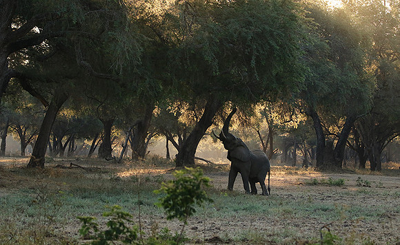 Lower Zambezi