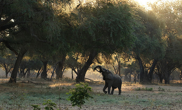 Lower Zambezi