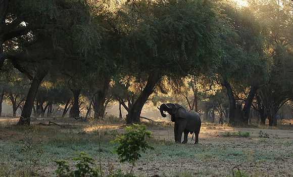 Lower Zambezi