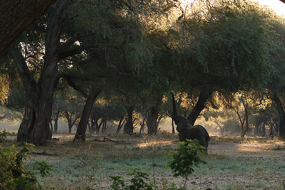 Lower Zambezi