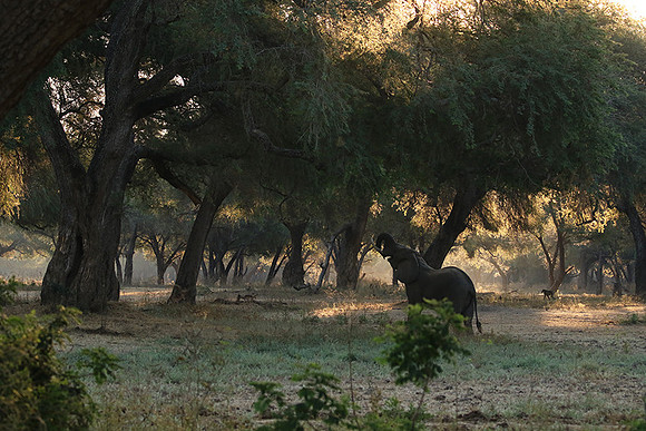 Lower Zambezi