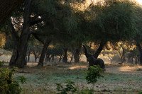 Lower Zambezi