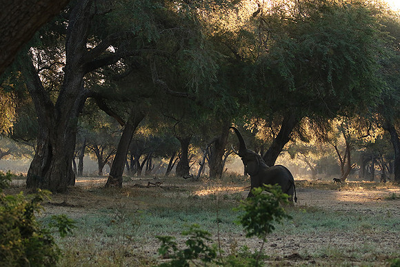 Lower Zambezi