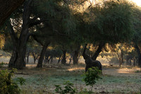 Lower Zambezi