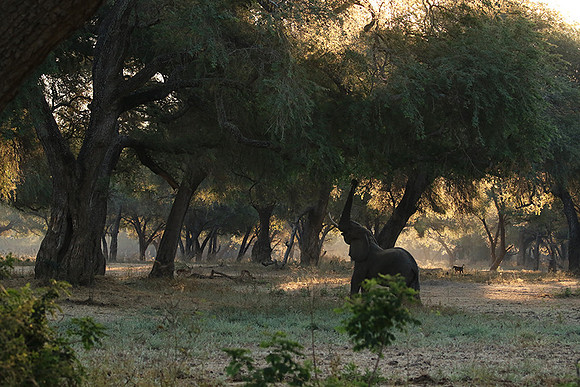 Lower Zambezi