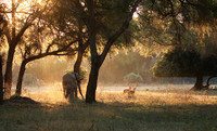 Lower Zambezi
