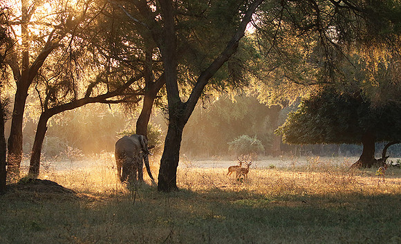Lower Zambezi