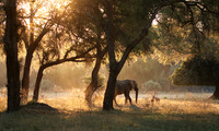 Lower Zambezi