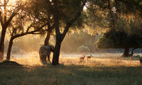 Lower Zambezi