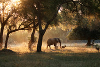 Lower Zambezi