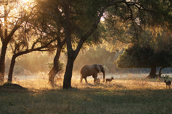 Lower Zambezi