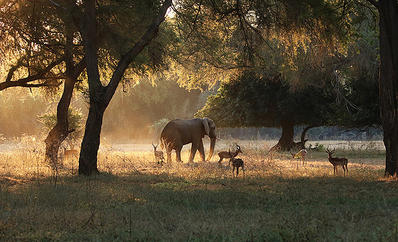 Lower Zambezi