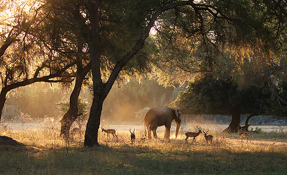 Lower Zambezi