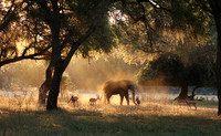 Lower Zambezi