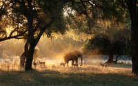 Lower Zambezi