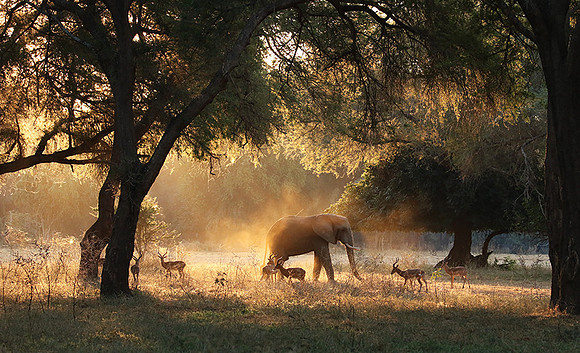 Lower Zambezi