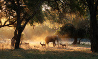Lower Zambezi