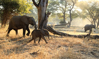 Lower Zambezi