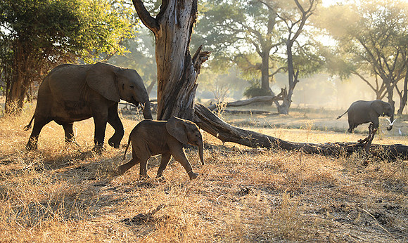 Lower Zambezi