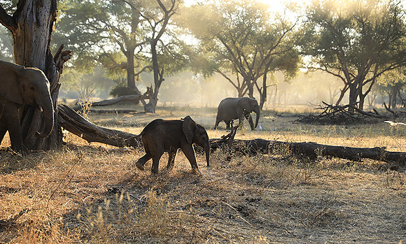 Lower Zambezi