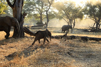 Lower Zambezi