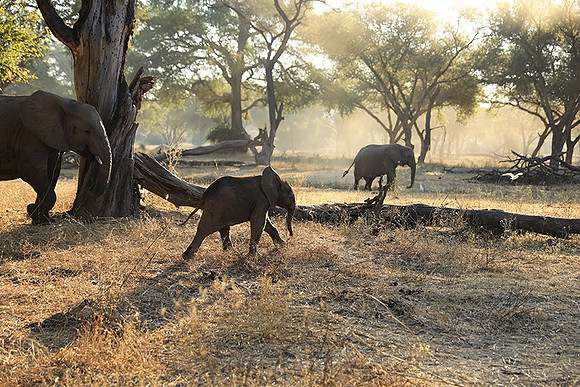 Lower Zambezi