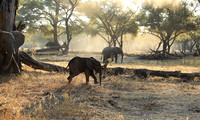 Lower Zambezi
